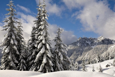 Winter - winter, trees, snow, beautiful