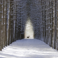 *** Deer in winter forest ***