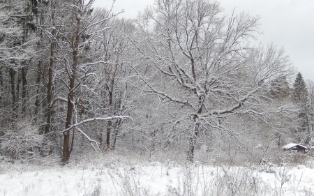 *** Winter *** - forest, winter, trees, nature, snow