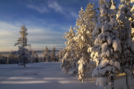 *** Winter *** - winter, nature, trees, snow