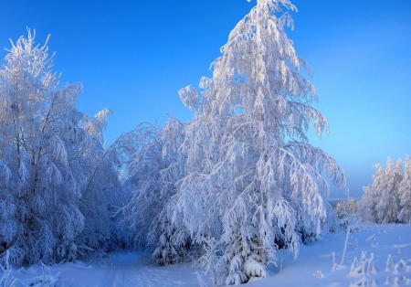 *** Snowy trees *** - nature, trees, popular, snow, winter, tree, wallpaper, snowy