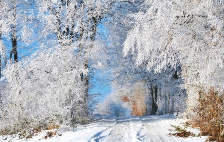 *** White winter *** - nature, trees, snow, winter, snowy