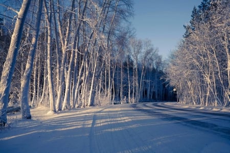 *** Winter *** - trees, winter, snow, forest, naturee