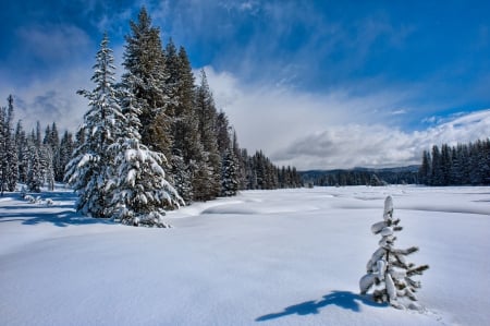 *** Winter *** - sky, winter, trees, nature, blue, snow