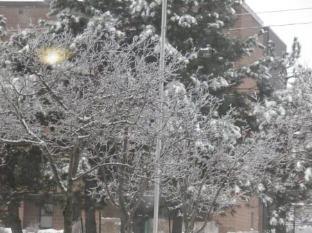 freezing rain - storm, ice, frozen, rain, tree