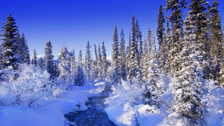 Winter Scene - winter, nature, beauty, snow