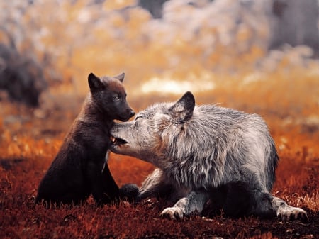 Father and Daughter - young, animals, wolves, father