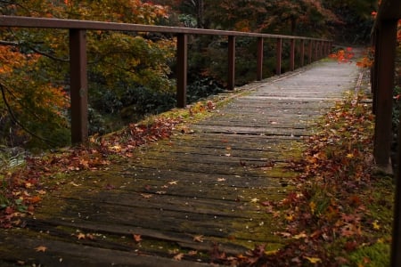 Bridge in the Forest - fall, bridge, forest, japan