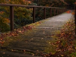 Bridge in the Forest