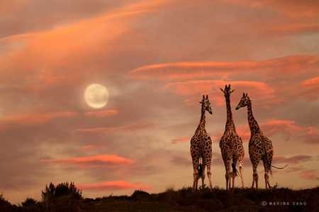 Sky of Africa - giraffes, animals, beauty, aky, africa, savanna, sunset, nature