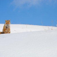 Dutch harbor fox