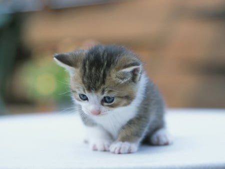 Cute Kitten - kitten, cute, small kitty, cute kitten, adorable, cat, kitty