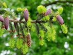 Sprouting New Pine needles And Cones