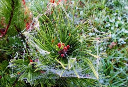 Autumn.  Pine-tree. - nature, others, forests, trees