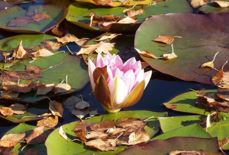 Water-lily. - flowers, beauty, nature, others