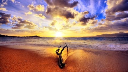 driftwood on a beach at sunrise - driftwood, clouds, beach, sea, sunrise