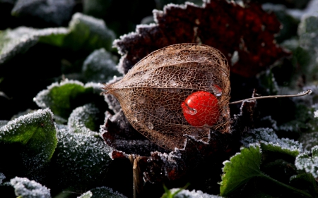 Frozen - frozen, winter, heart, red, green, husk, leaf