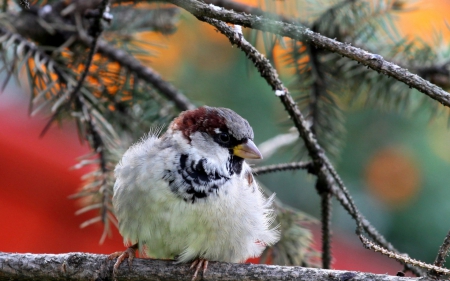 Sparrow - bird, fir, tree, sparrow, branch, autumn