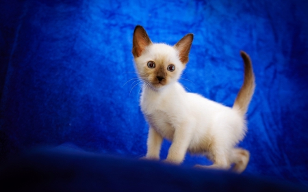 Kitten - white, animal, kitten, blue, cat