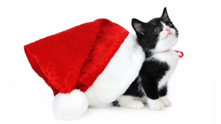 Surprise for Santa - red, funny, animal, cute, black, cat, christmas, white, kitten, hat