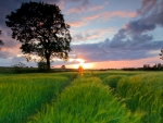 sunset over a green wheat field