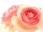 *** Pink roses ***