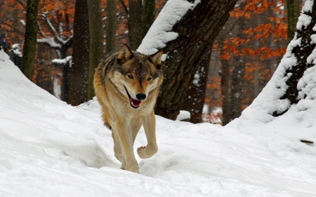 wolf cool walk - abstract, grey wolf, nature, wolf, majestic, canine, friendship, arctic