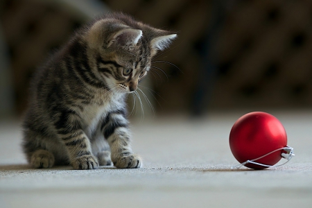 Adorable Cat - cat face, balls, cat, christmas, kitten, magic christmas, cats, xmas, merry christmas, kitty