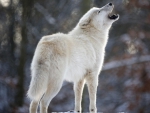 snow wolf