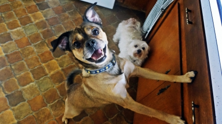 Say Cheese - funny dog, funny dog pic, brown dog, dog, Say Cheese