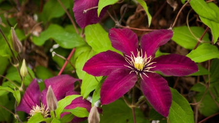 Flower - flower, purple, amazing, green