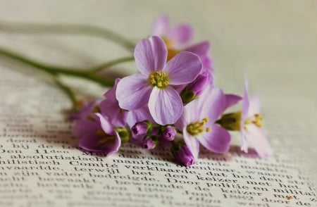 Still Life - purple, still life, flower, beautiful