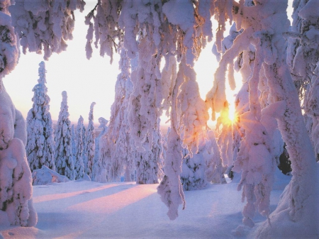 Winter Sunset - sunset in winter, white, winter, season, snow