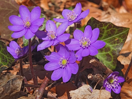 *** Liverwort *** - flowers, violet, flower, nature