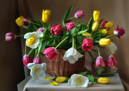 Flowers - flowers, nature, tulips, soft