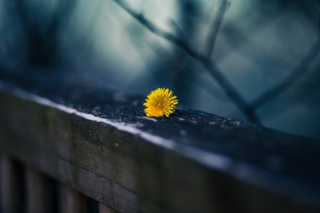 Flower of light - nature, blue night, yellow daisy, beauty, flower, light