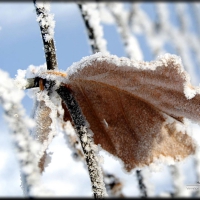 Hoar frost