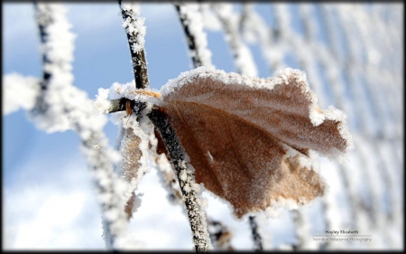 Hoar frost - frosty, photography, branch, leaf, frosted, cold, macro, frozen, ice, winter, wallpaper, hd, nature, abstract, frost, snow, leaves