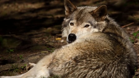 a wolf - wolf, nature, abstract, majestic, canine, friendship, arctic, grey wolf