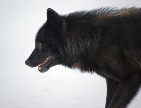 romeo the wolf - wolf, nature, abstract, majestic, canine, friendship, arctic, grey wolf