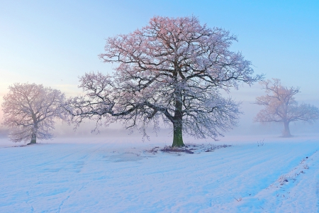 Winter - tree, winter, nature, snow