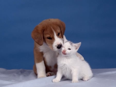 BEST FRIENDS FOREVER - CUTE, ADORABLE, DIISPLAY, AFFECTIONATE