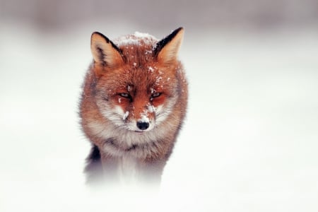 red fox in the mist - red fox, wallpaper, art, mist