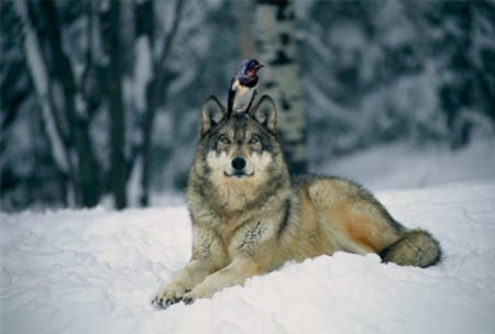 reality - majestic, reality, grey wolf, bird, wolf, nature, abstract, friendship, canine, arctic