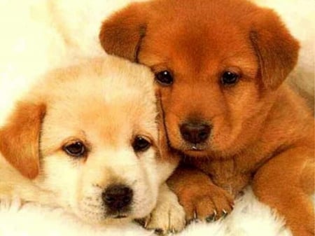 CUTE PUPPIES - adorable, cute, couple, puppies