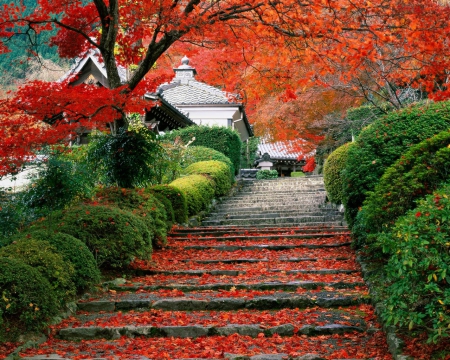 steps filled by fall - nature, steps, fall, autumn