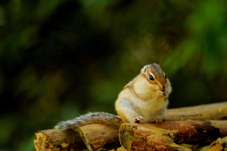 SQUIRREL - animal, adorable, rodent, squirrel