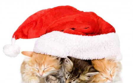 Christmas cats - pretty, snow, photo, happy, holiday, merry christmas, nice, winter, decoration, beautiful, balls, photography, lovely, christmas, colorful, new year, cold, background