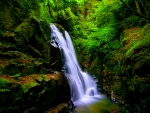 FOREST WATERFALLS