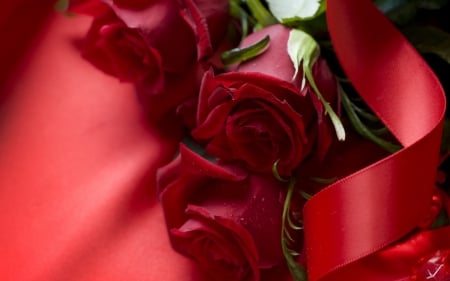 red roses - nature, flowers, roses, red roses